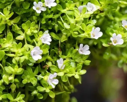 Bacopa Monnieri