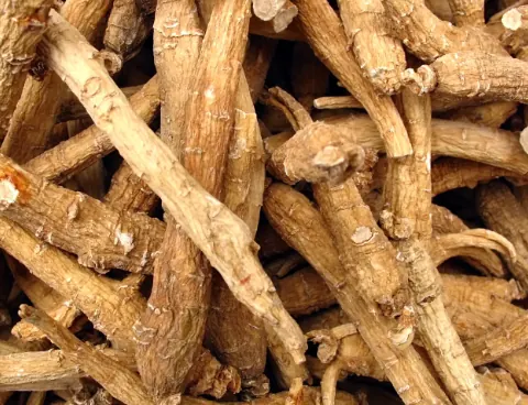 Panax Ginseng